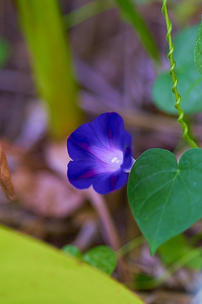 Ipomoea purpurea