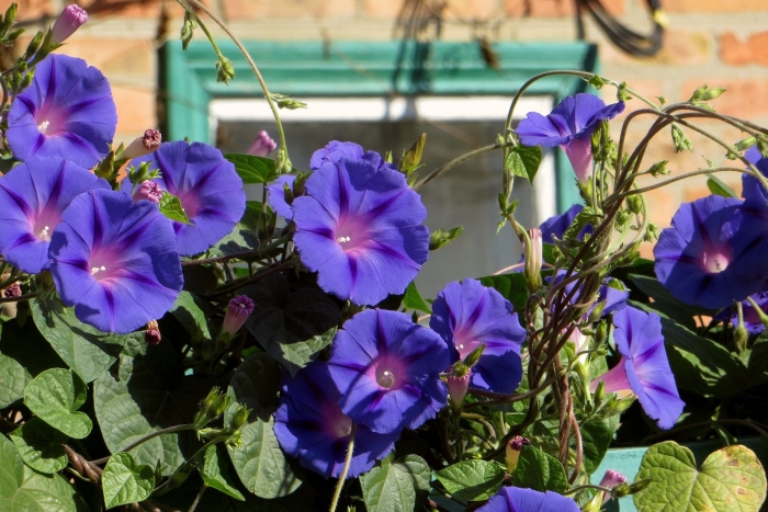 Ипомея пурпурная лиана