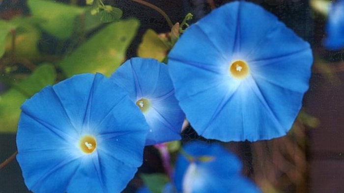 Ипомея трехцветная небесно-голубая