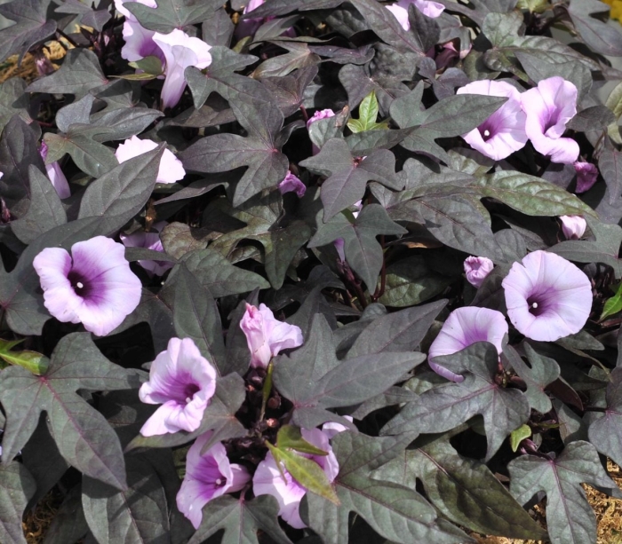 Ипомея floramia black