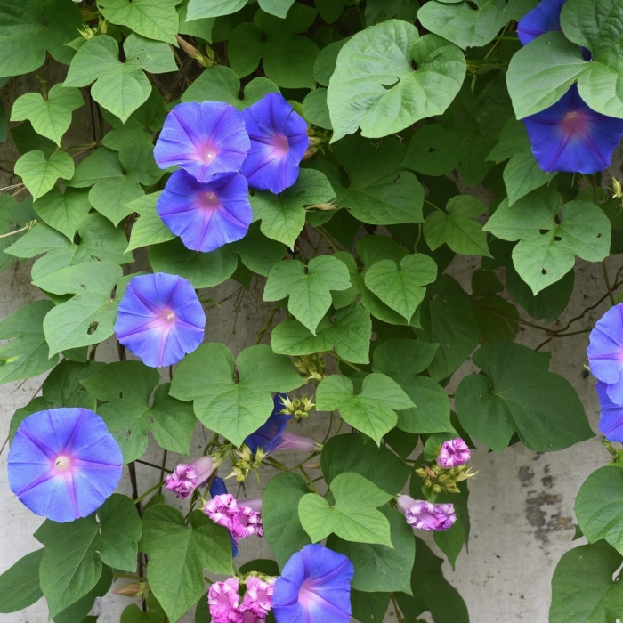 Ипомея утренняя слава