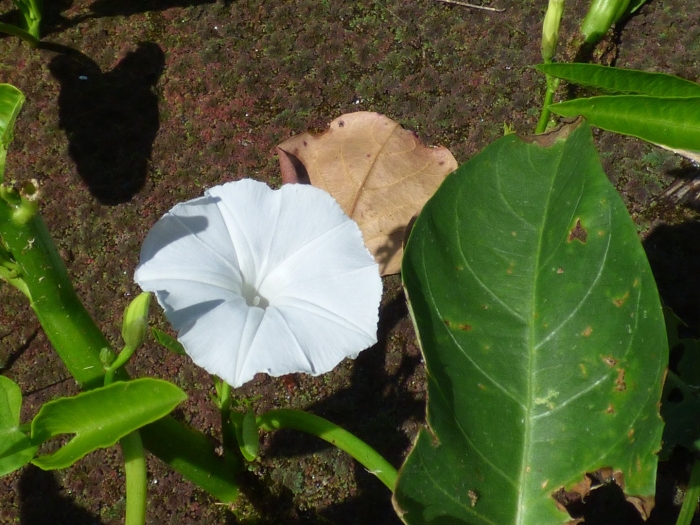 Ipomoea aquatica