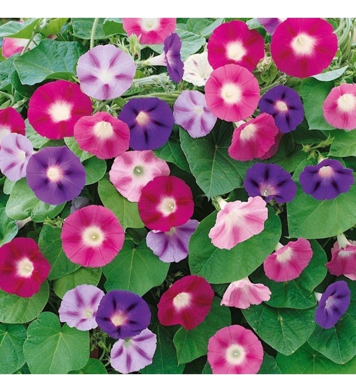 Ипомея трехцветная ipomoea tricolor