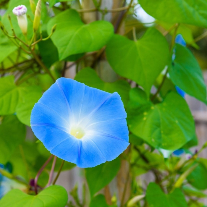 Ipomoea tricolor heavenly blue