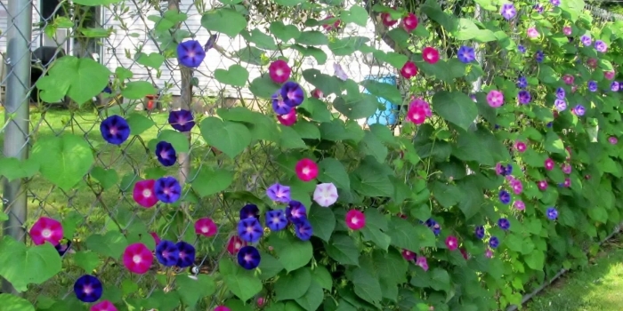 Ипомея в ландшафтном дизайне