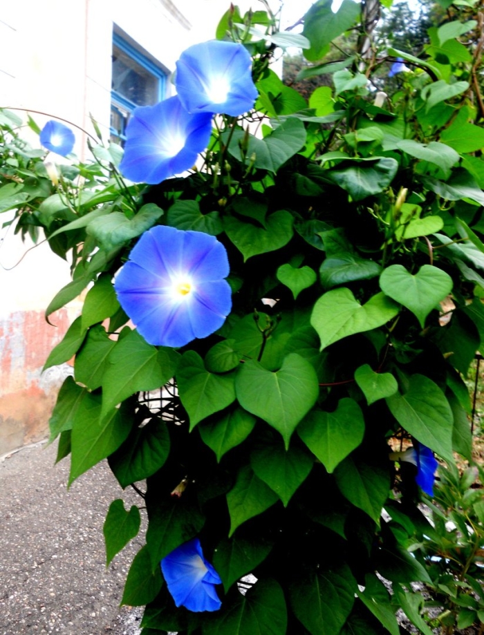 Ипомея небесно голубая