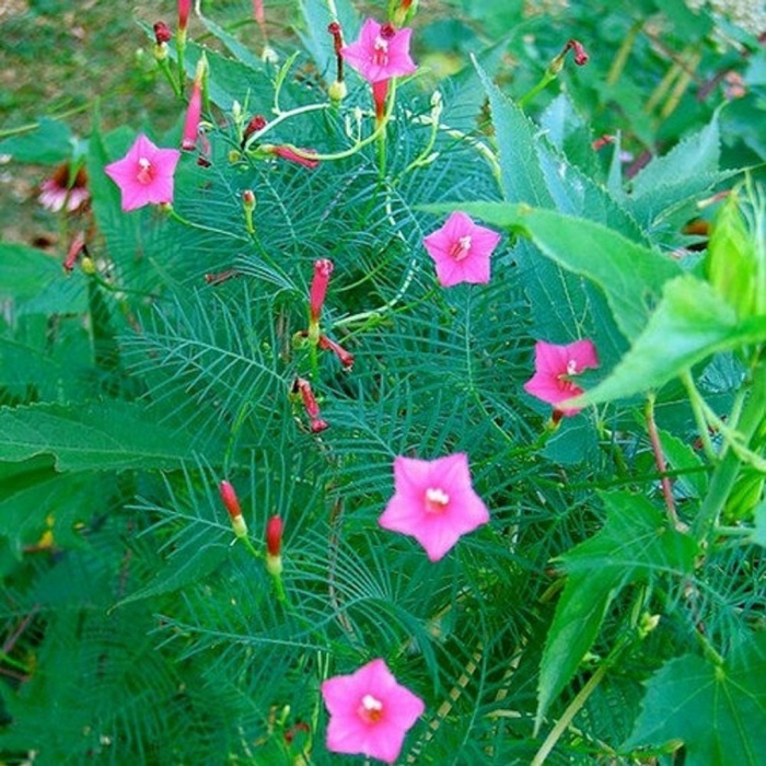 Ипомея перистый квамоклит