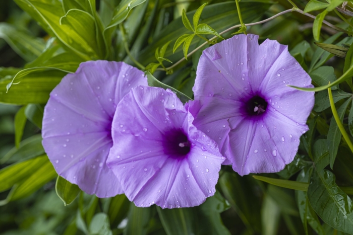 Ипомея альба лунный цветок