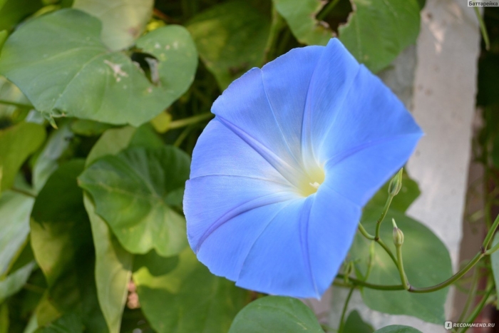 Ипомея небесная синева