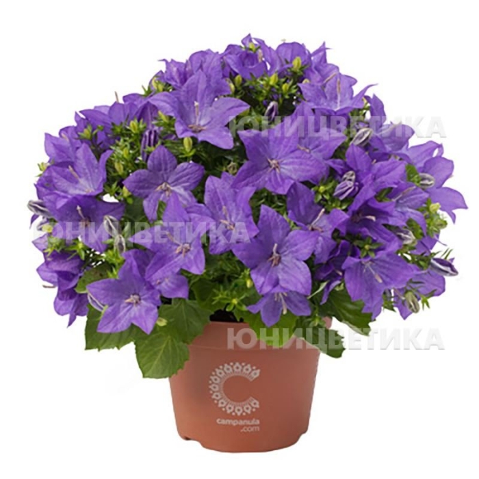 Кампанула наполи