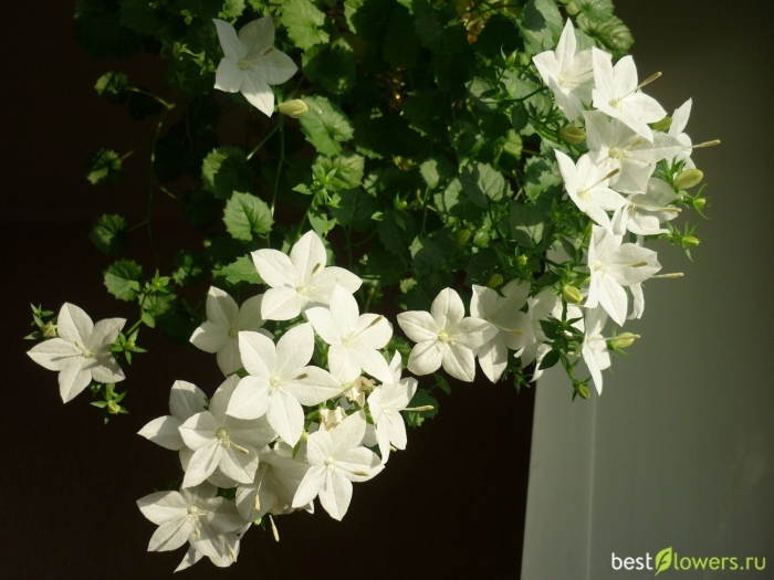 Кампанула альба ампельная