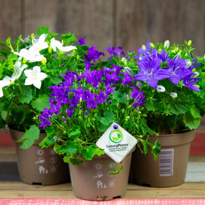 Кампанула изофилла