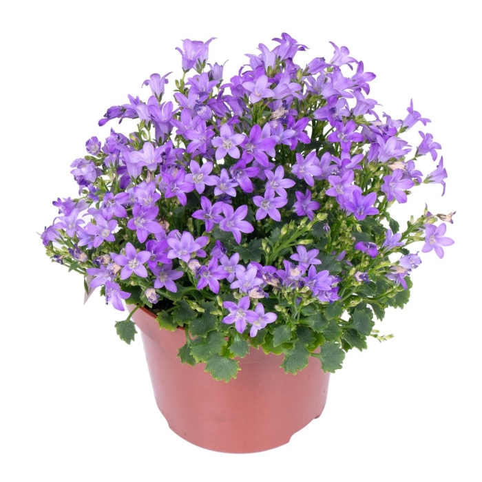 Кампанула портеншлага