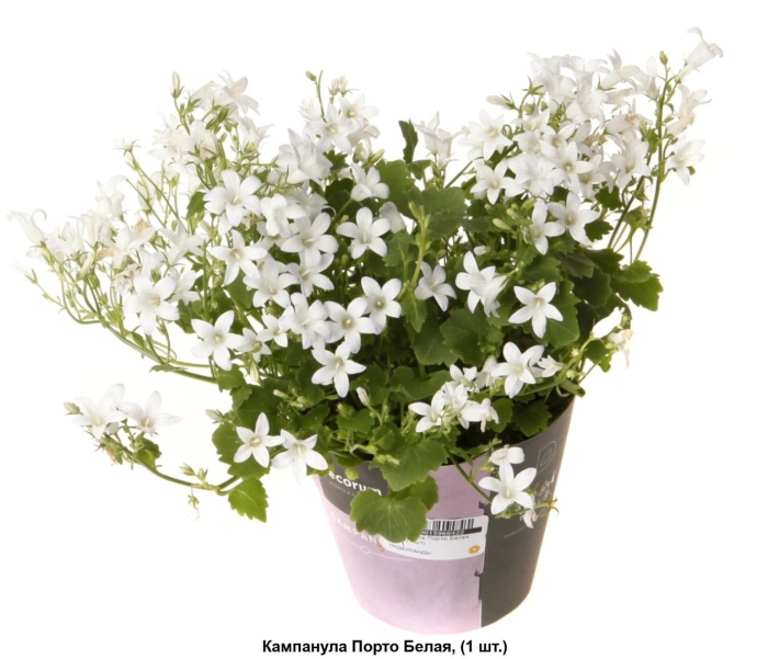 Кампанула портеншлага белая