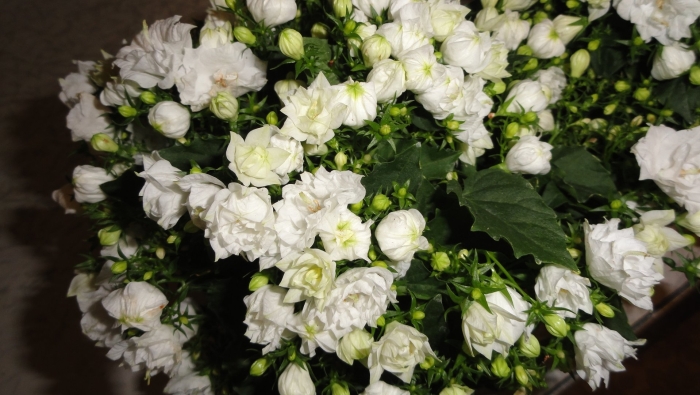 Кампанула вандер