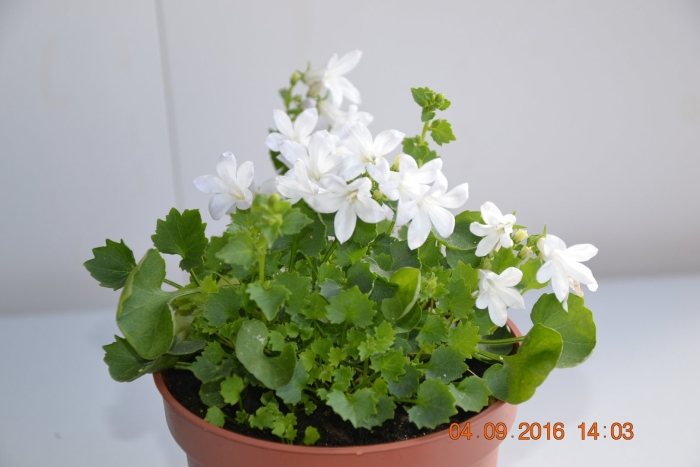 Кампанула портеншлага белая