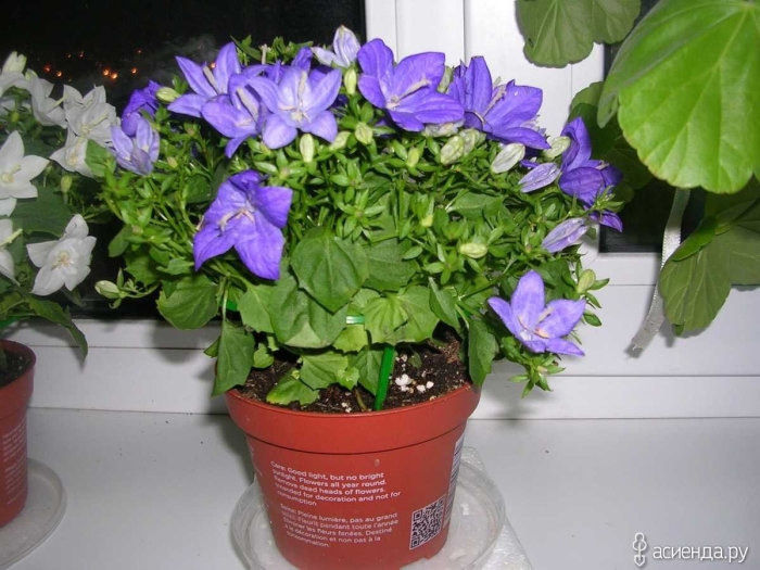 Кампанула наполи голландец