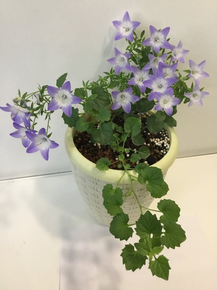 Кампанула биколор