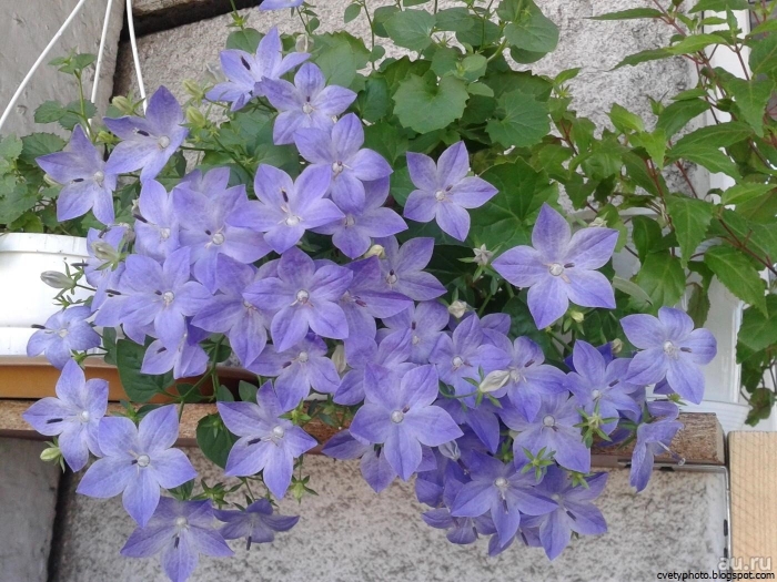 Колокольчик равнолистный (кампанула)