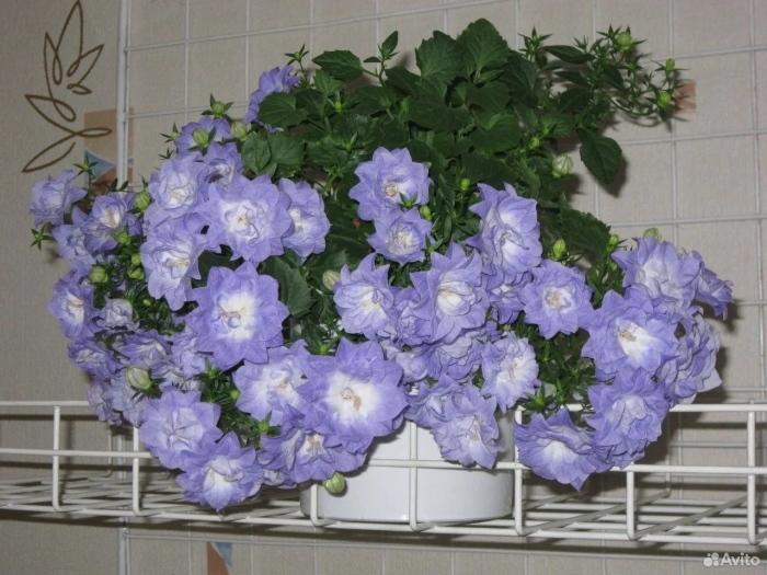 Кампанула биколор махровый