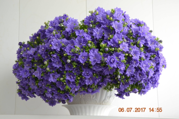 Кампанула дублин блю