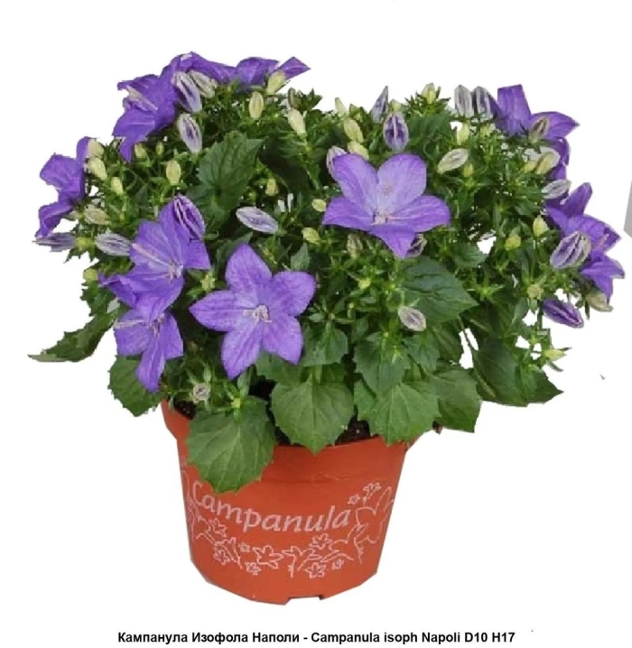 Кампанула наполи