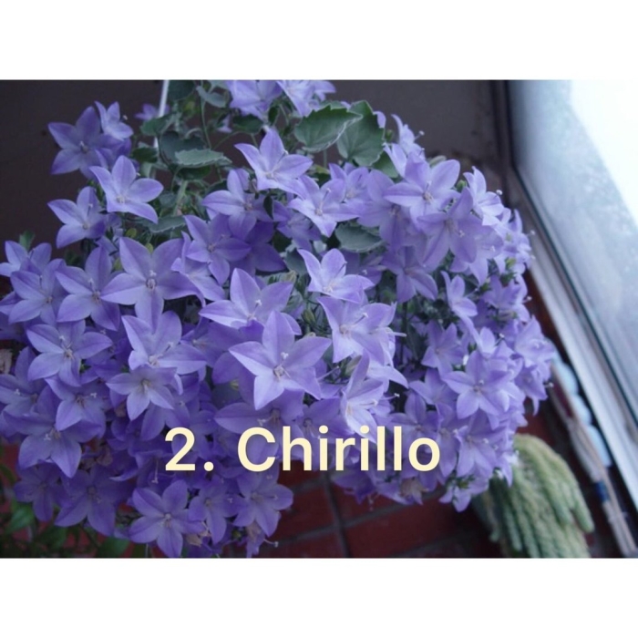 Кампанула майя