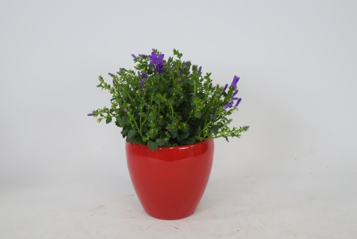 Кампанула аданса пинк