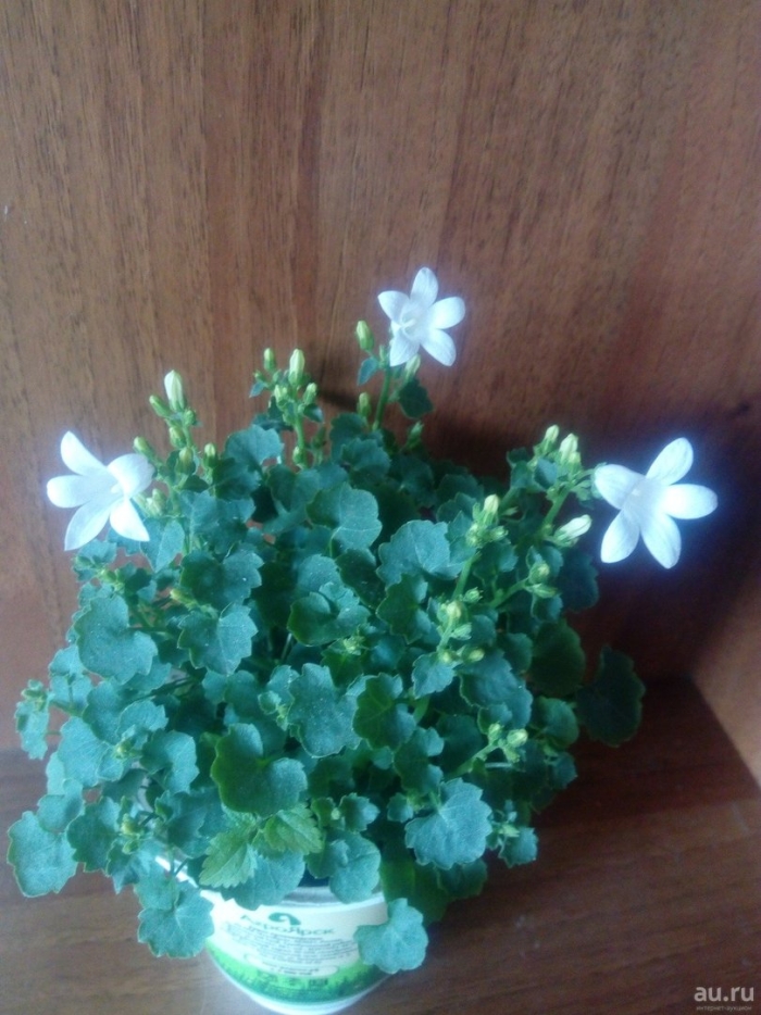 Кампанула комнатный цветок