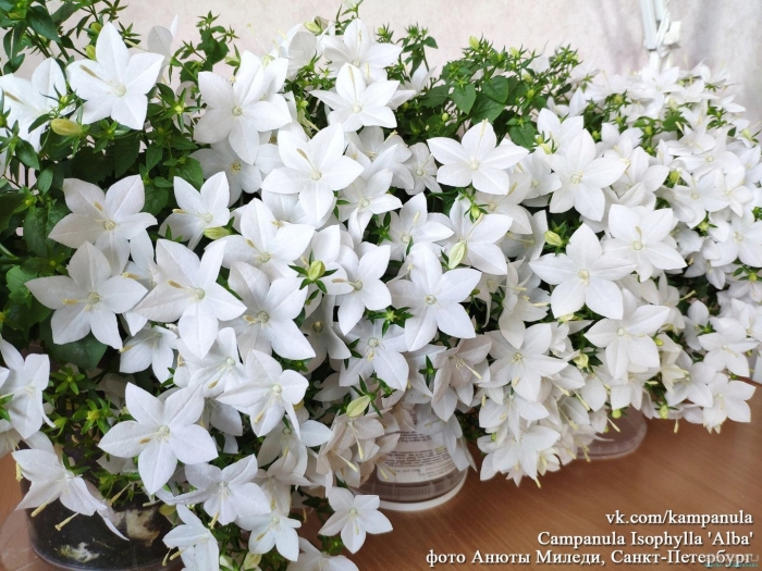 Кампанула порто белая