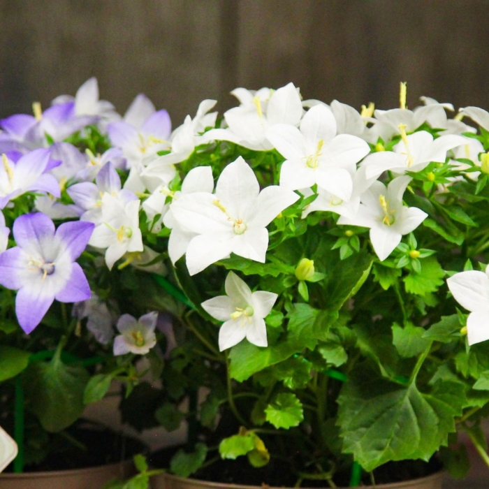 Кампанула атланта