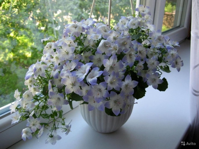 Кампанула альба ампельная