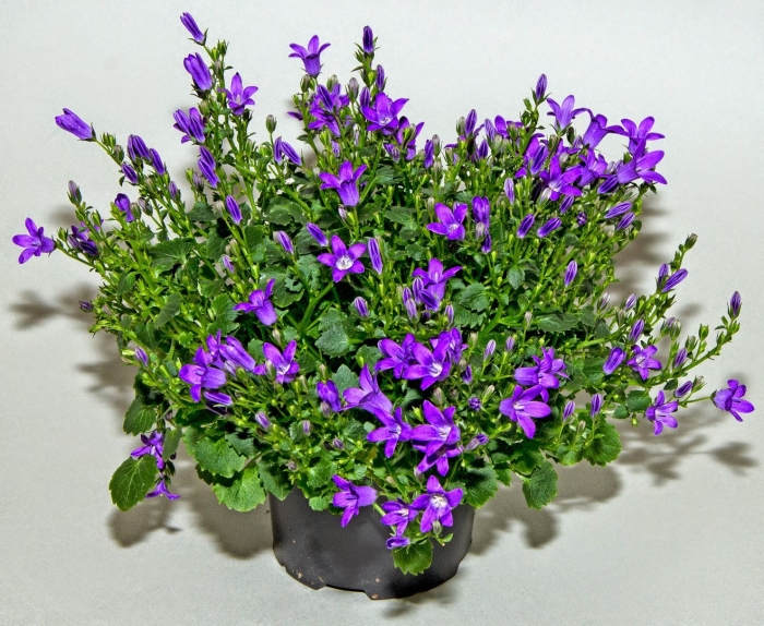 Кампанула портеншлага