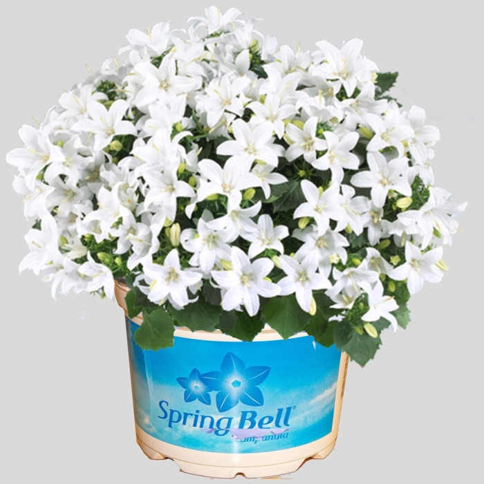 Кампанула спринг белл