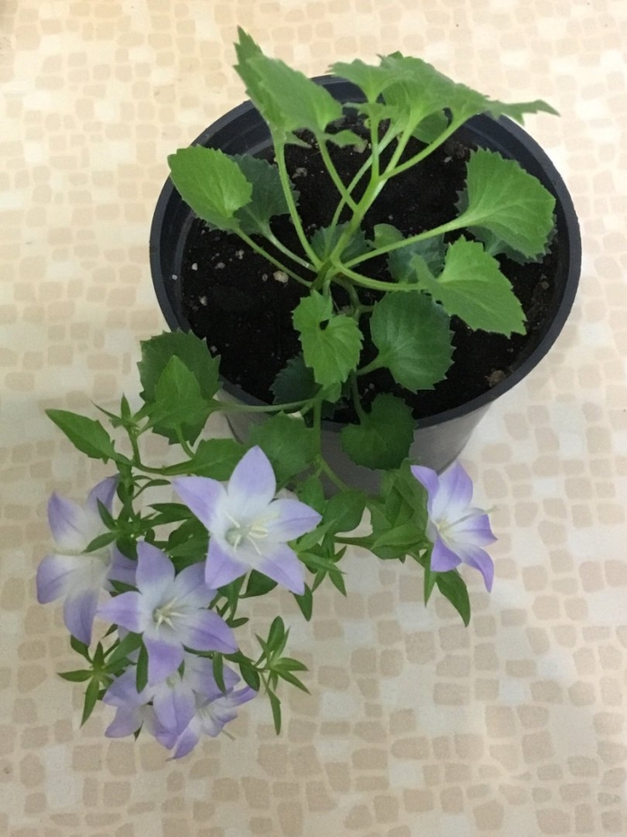 Кампанула берлин биколор