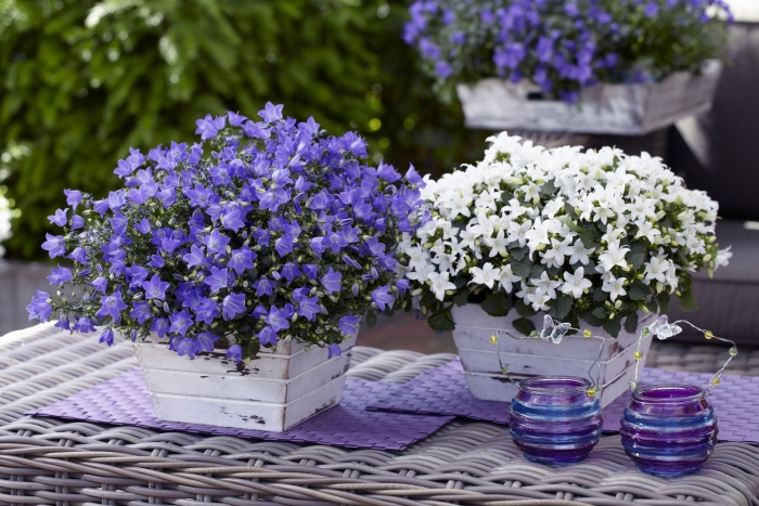 Кампанула карпатский колокольчик