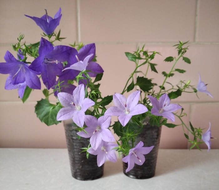 Кампанула цветок