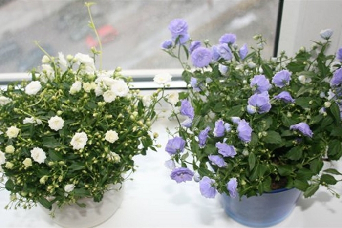 Кампанула махровая