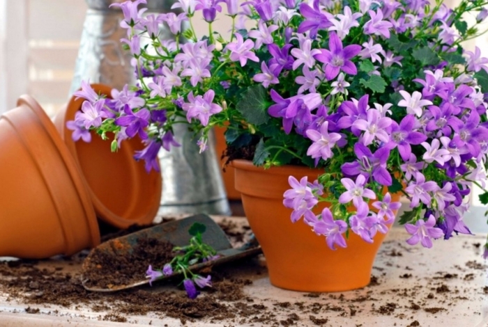 Комнатные колокольчики