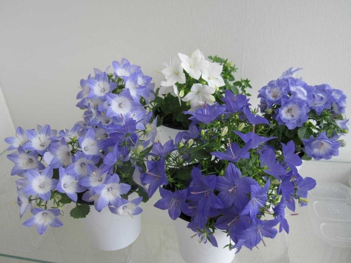 Кампанула блауранка