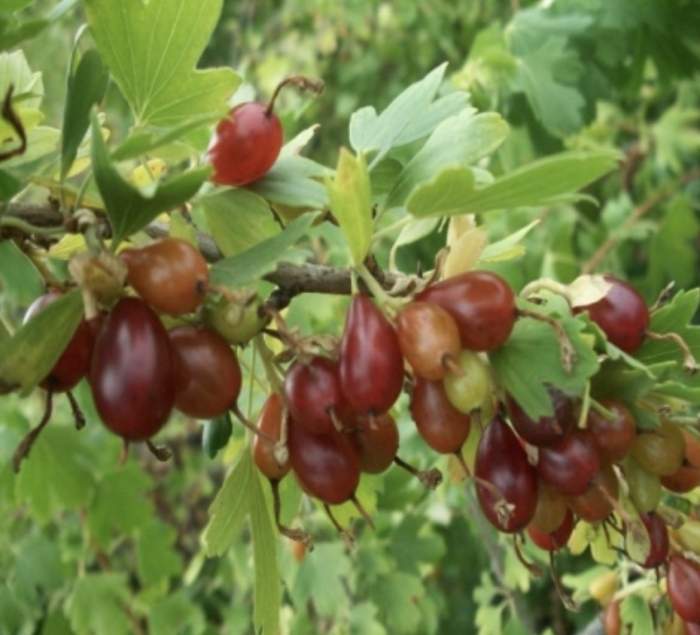 Смородина золотистая шафак