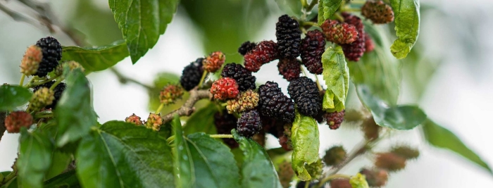 Шелковица черная