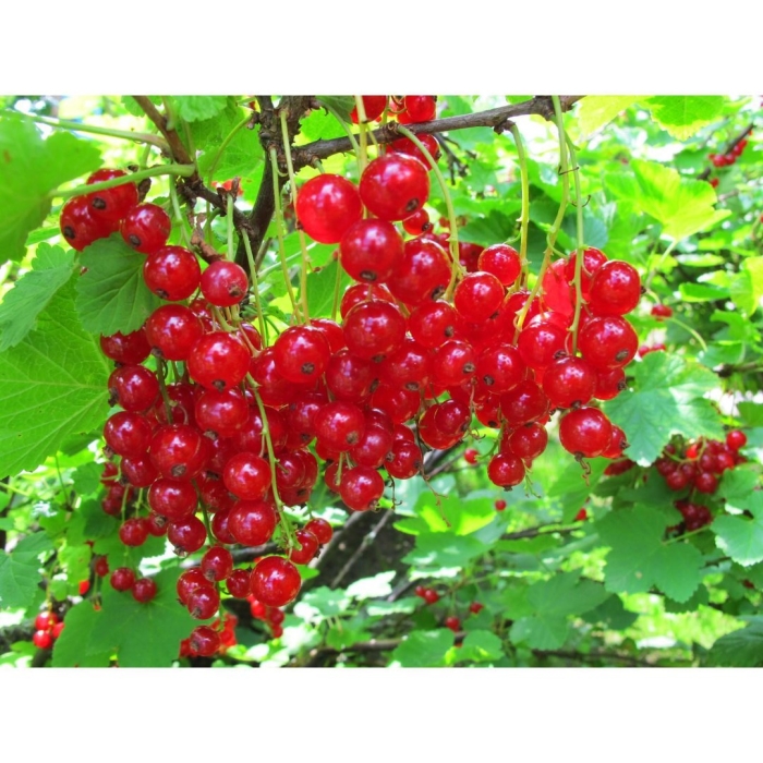 Смородина красная мармеладница