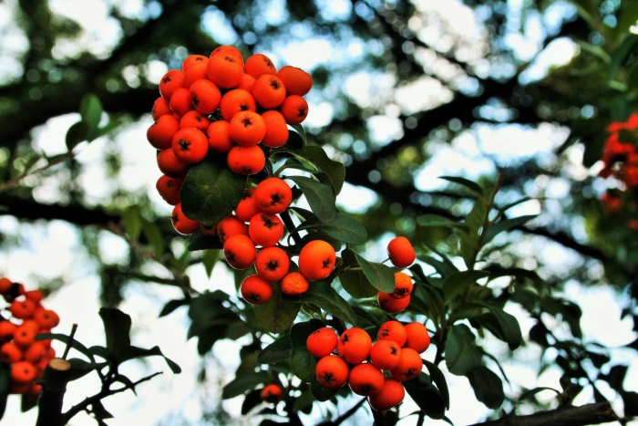 Pyracantha coccinea