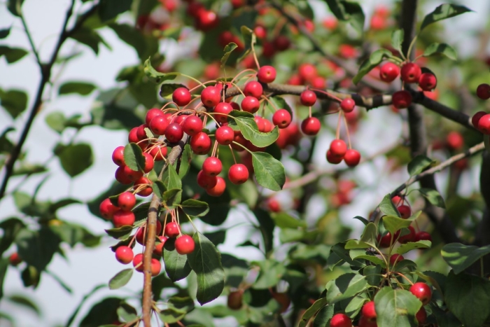 Яблоня дичка