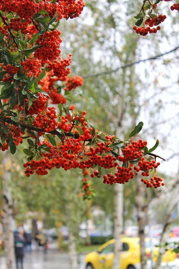 Пираканта red column