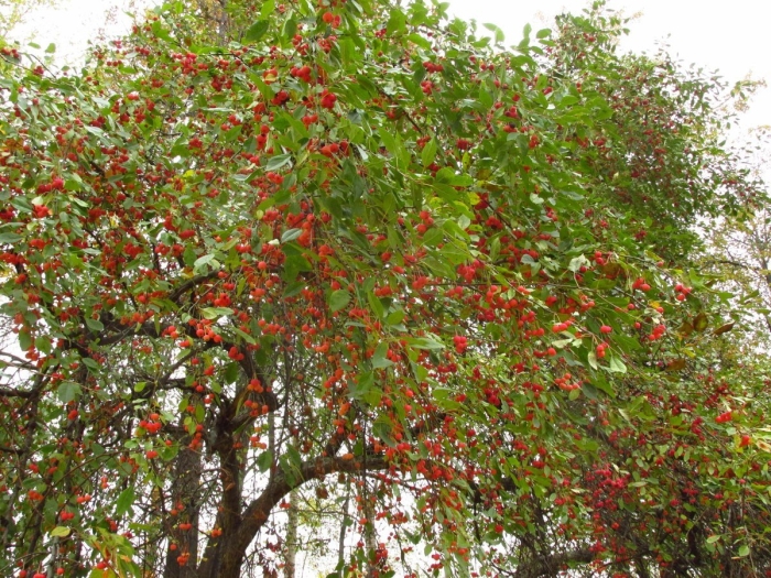 Яблоня ягодная malus baccata