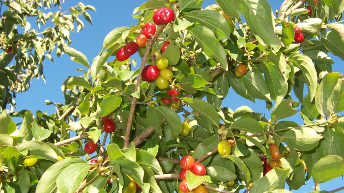 Кизил обыкновенный