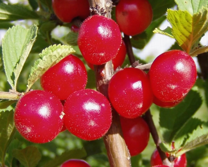 Вишня войлочная томентоза