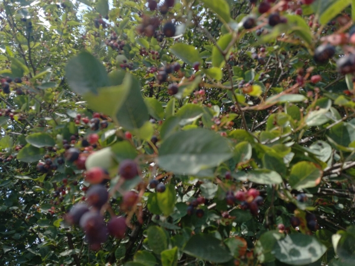 Ирга ольхолистная